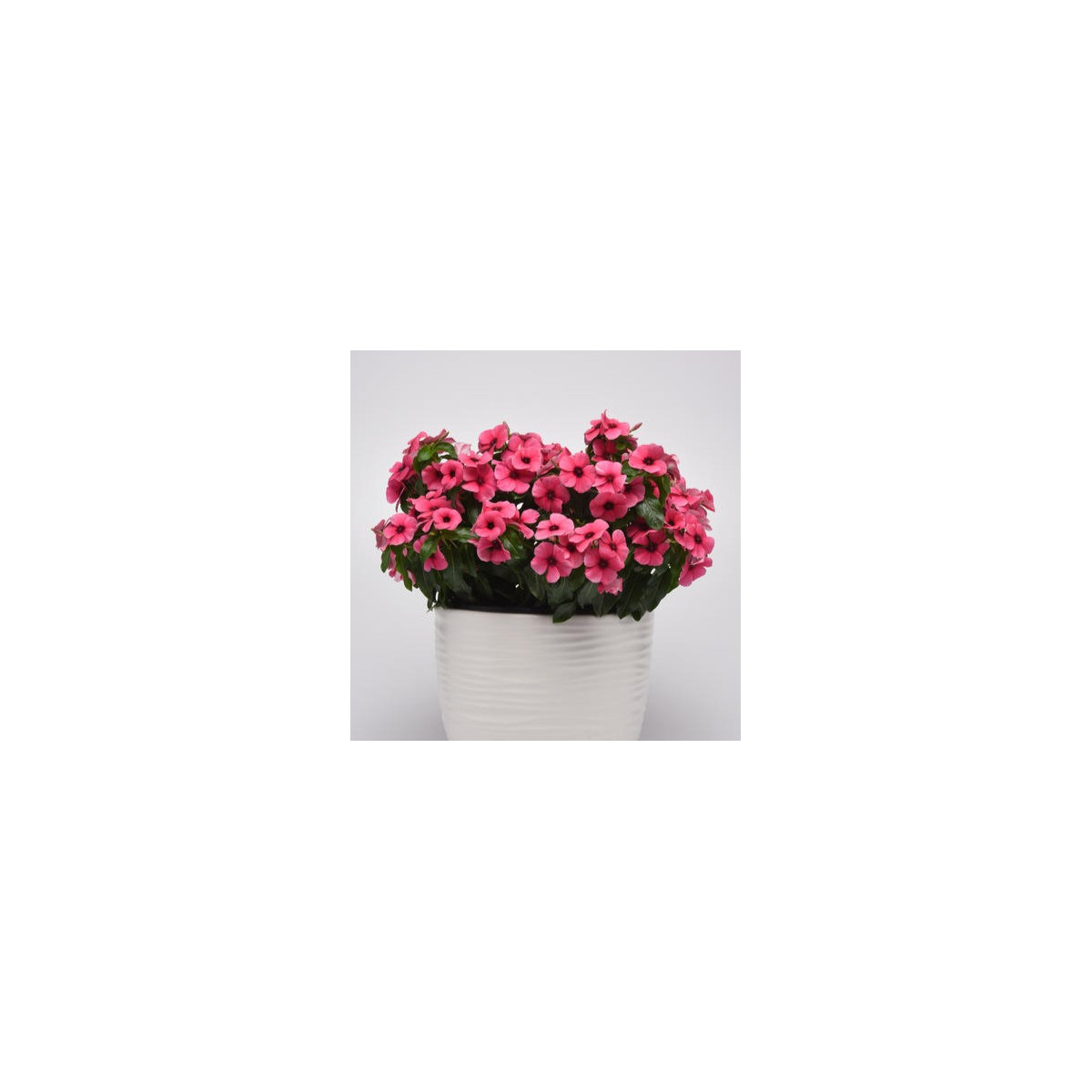 Barvínek Tatoo Raspberry - Catharanthus roseus - semena barvínku - 30 ks