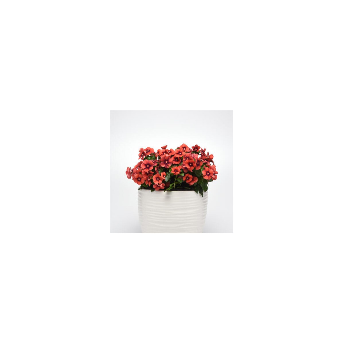 Barvínek Tatoo Tangerine - Catharanthus roseus - semena barvínku - 30 ks