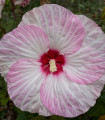 Mošusov hibiskus Nippon Blush F1 – Hibiscus moscheutos – semena hibiskusa – 5 kosov