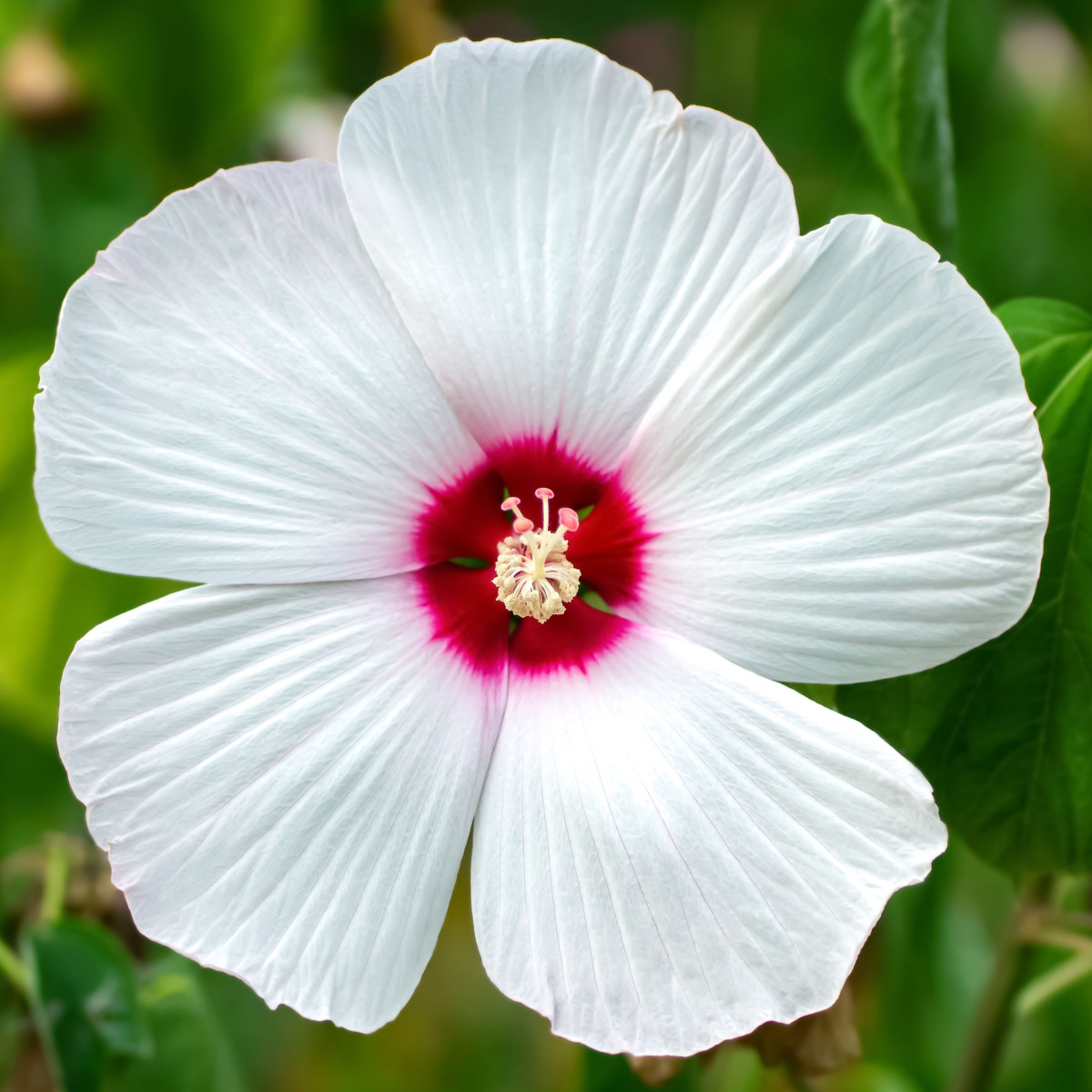 Ibišek bahenní Nippon White F1 - Hibiscus moscheutos - semena ibišku - 5 ks