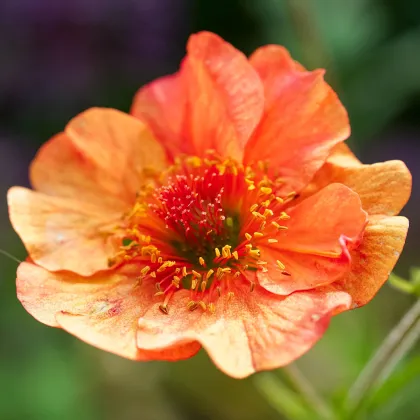 Kuklík šarlatový Koi - Geum coccineum - semena kuklíku - 20 ks