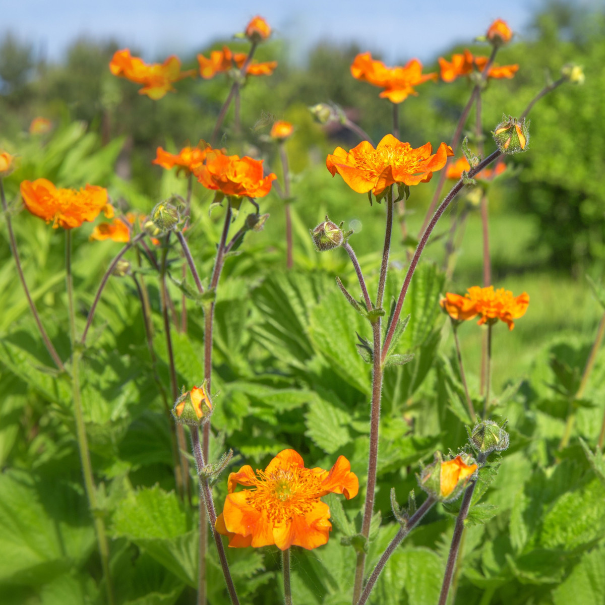 Kuklík šarlatový Koi - Geum coccineum - semena kuklíku - 20 ks
