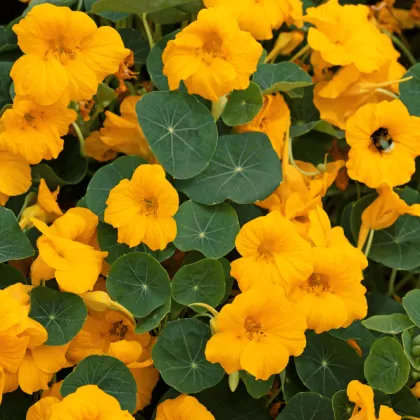 Lichořeřišnice nízká Baby Gold - Kapucínka - Tropaeolum minus - semena lichořeřišnice - 8 ks