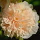 Topolovka Chaters Apricot - Alcea rosea - semena topolovky - 8 ks