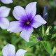 Plamenka Dolly F1 Sky Blue – Phlox drummondii – semena plamenke – 50 kosov