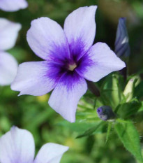 Plamenka Dolly F1 Sky Blue – Phlox drummondii – semena plamenke – 50 kosov
