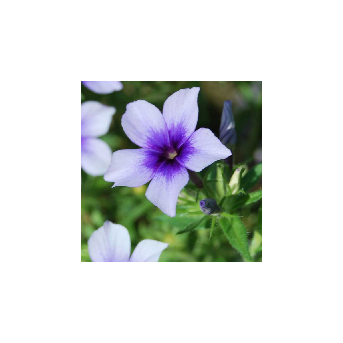 Plamenka Dolly F1 Sky Blue – Phlox drummondii – semena plamenke – 50 kosov