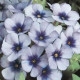 Plamenka Dolly F1 Sky Blue – Phlox drummondii – semena plamenke – 50 kosov