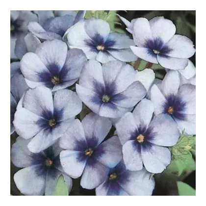 Plamenka Dolly F1 Sky Blue – Phlox drummondii – semena plamenke – 50 kosov