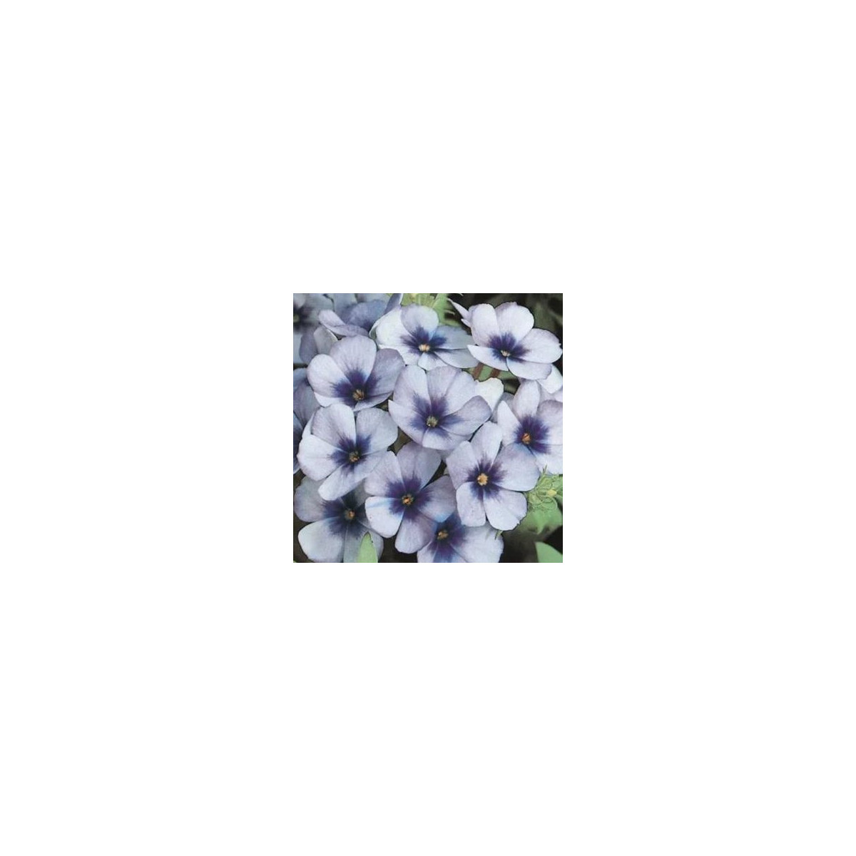 Plamenka Dolly F1 Sky Blue – Phlox drummondii – semena plamenke – 50 kosov