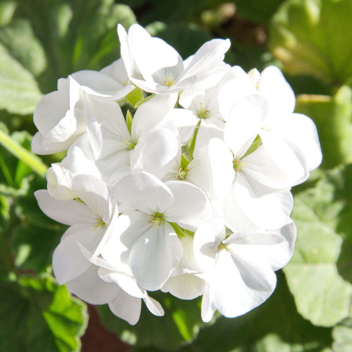 Muškát páskatý Blanka F1 - Pelargonium zonale - semena muškátu - 6 ks