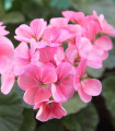 Pasasta pelargonija Jarka F1 – Pelargonium zonale – semena pelargonije – 6 kosov