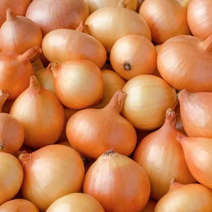 Cibule sazečka žlutá Hercules - Allium cepa - cibulky - 250 g
