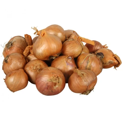 Cibule šalotka Red Sun - Allium cepa - cibulky - 250 g