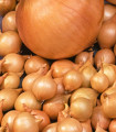 Čebulna sadika Stuttgart – Allium cepa – čebulice – 250 g