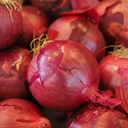 Cibule sazečka Karmen - Allium cepa - cibulky - 500 g