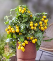 Rajče Evita Compact F1 Yellow - Solanum lycopersicum - semena rajčete - 6 ks