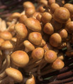 Seme gobe nameko – Pholiota nameko – seme – 1 kos