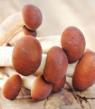 Seme topolovega gobiča – Agrocybe aegerita – seme – 1 kos