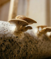 Lističasta goba – Pleurotus ostreatus – sadilna masa – 250 ml