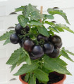 Balkonski paradižnik Purpleboy F1 – Solanum lycopersicum – semena paradižnika – 6 kosov