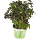 Rajče balkónové Purpleboy F1 - Solanum lycopersicum - semena rajčete - 6 ks