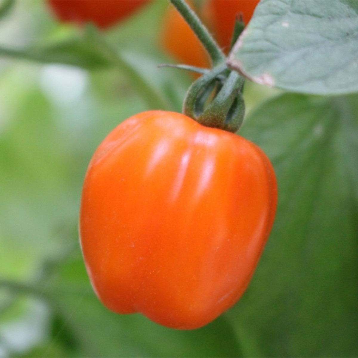Rajče tyčkové Appleberry F1 PhR oranžové - Solanum lycopersicum - semena rajčete - 7 ks