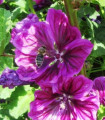 BIO gozdna slez, temno vijolična - Malva sylvestris - semena sleza - 50 kosov