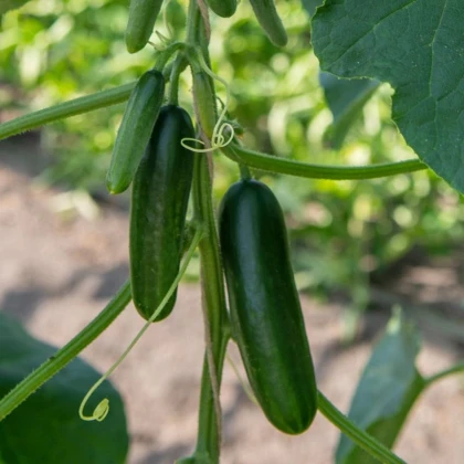 BIO Okurka Kaikura F1 - Cucumis sativus - semena okurky - 5 ks