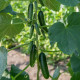 BIO Okurka Kaikura F1 - Cucumis sativus - semena okurky - 5 ks