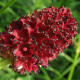 Krvavec Toten - Sanguisorba officinalis - semena krvavce - 8 ks