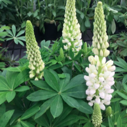 Lupina mnoholistá Lupini Bílá - Lupinus polyphyllus - semena lupiny - 15 ks