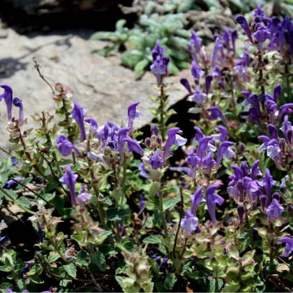 Šišák alpský - Scutellaria alpina - semena šišáku - 15 ks