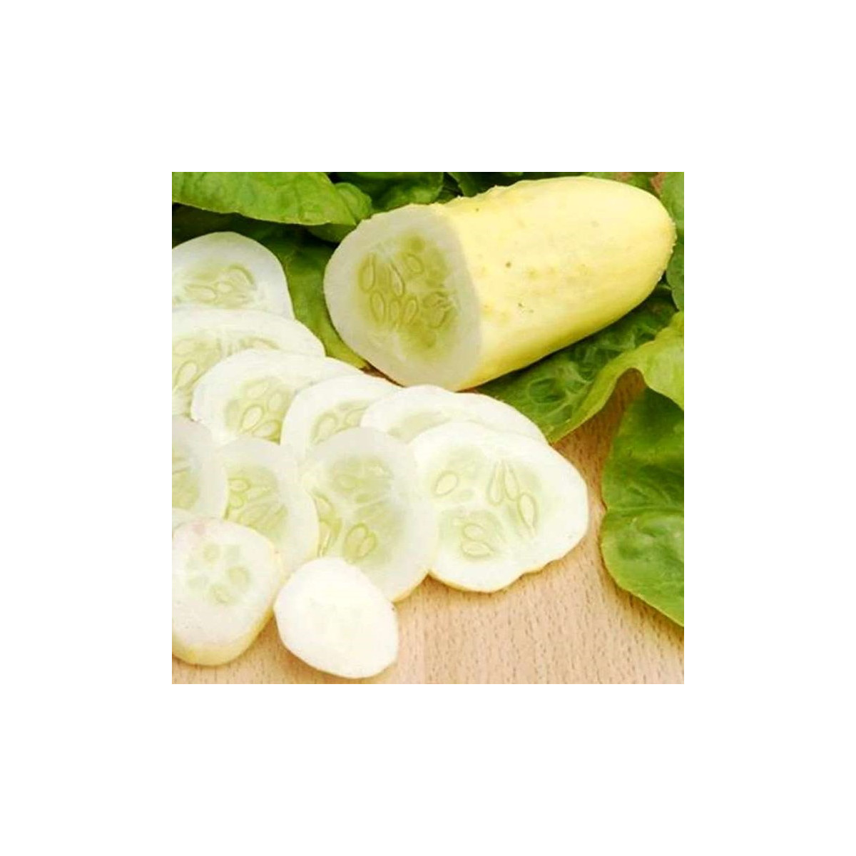 Okurka polní White Wonder - Cucumis sativus - semena okurky - 5 ks