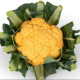 Květák Lisboa F1 - Brassica oleracea - semena květáku - 10 ks