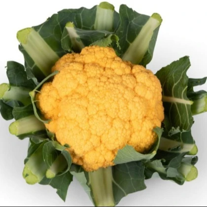 Květák Lisboa F1 - Brassica oleracea - semena květáku - 10 ks