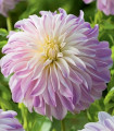 Dahlia Time For All – dalija – gomolji dalije – 1 kos