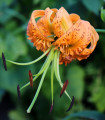 Lilija Henryi – Lilium – čebulica lilije – 1 kos