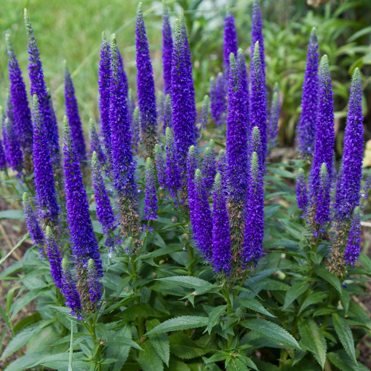 Rozrazil klasnatý - Veronica spicata - hlízy rozrazilu - 1 ks