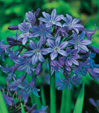 Kalokvět modrý - Agapanthus praecox - prostokořenné sazenice kalokvětu - 1 ks