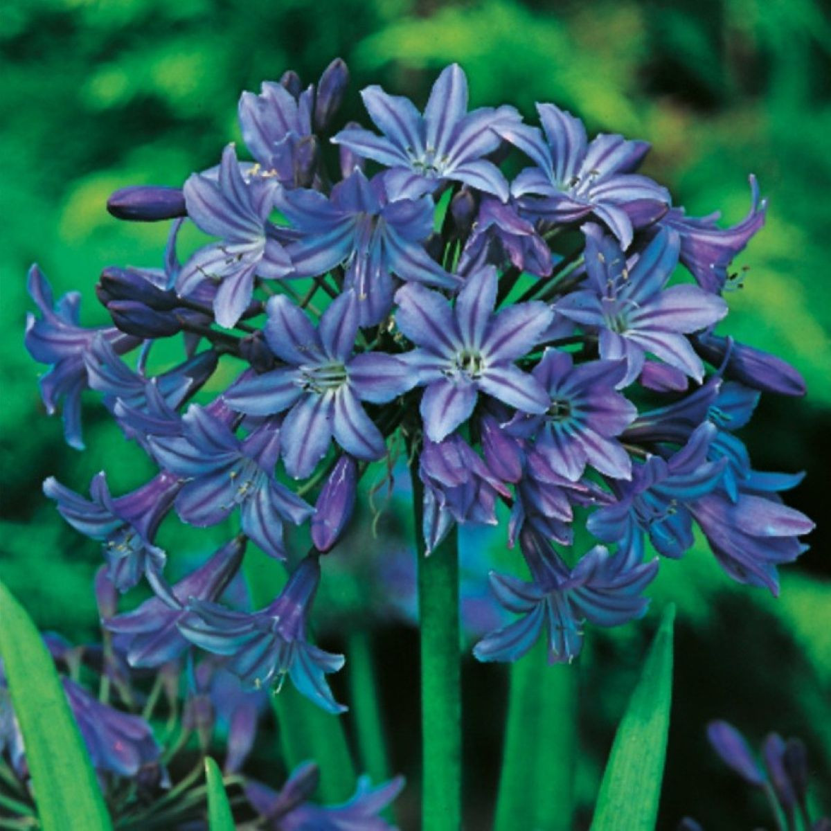 Kalokvět modrý - Agapanthus praecox - prostokořenné sazenice kalokvětu - 1 ks