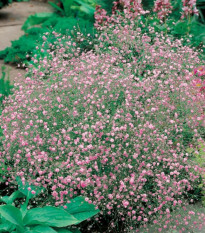 Šáter latnatý růžový - Gypsophila paniculata - prostokořenné sazenice šáteru - 1 ks