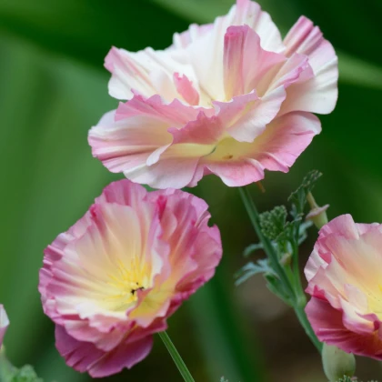Sluncovka kalifornská plnokvětá růžová - Eschscholzia californica - semena sluncovky - 150 ks