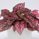 Podrostovka listoklasá Splash Select Rose - Hypoestes - semena podrostovky - 30 ks