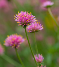 Gomphrena Fireworks – Gomphrena pulchella – semena gomphrene – 20 kosov