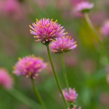 Gomphrena Fireworks – Gomphrena pulchella – semena gomphrene – 20 kosov