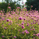 Gomphrena Fireworks – Gomphrena pulchella – semena gomphrene – 20 kosov