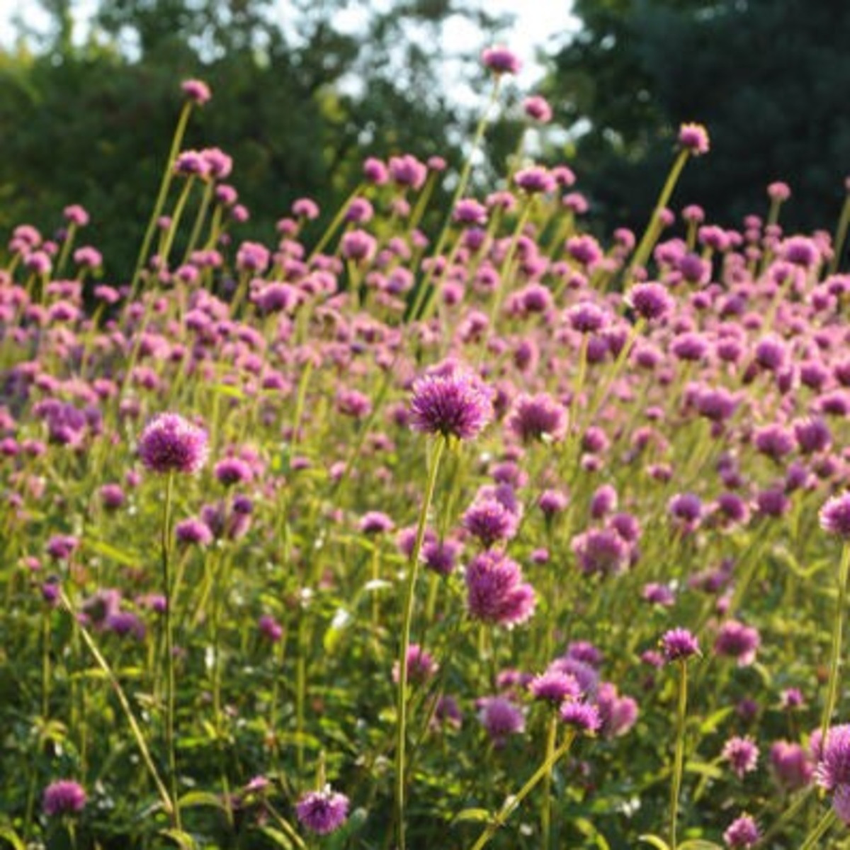 Gomphrena Fireworks – Gomphrena pulchella – semena gomphrene – 20 kosov