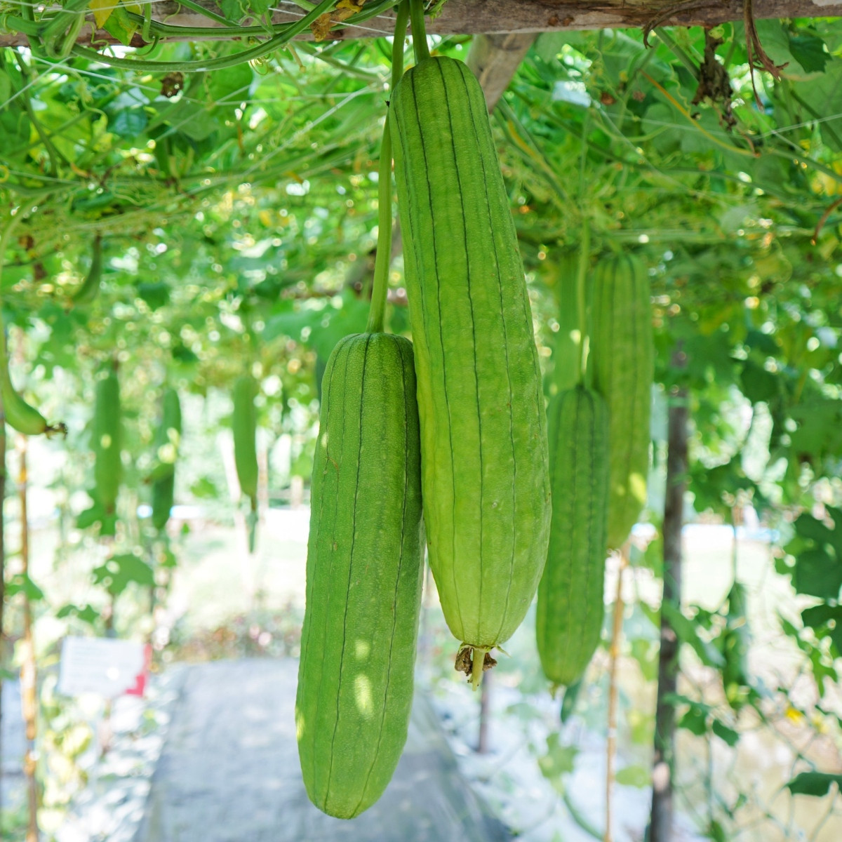 BIO Lufa válcovitá - Luffa cylindrica - semena lufy - 8 ks
