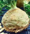 Korenasti zelena Neon – Apium graveolens var. – semena zelene – 300 kosov